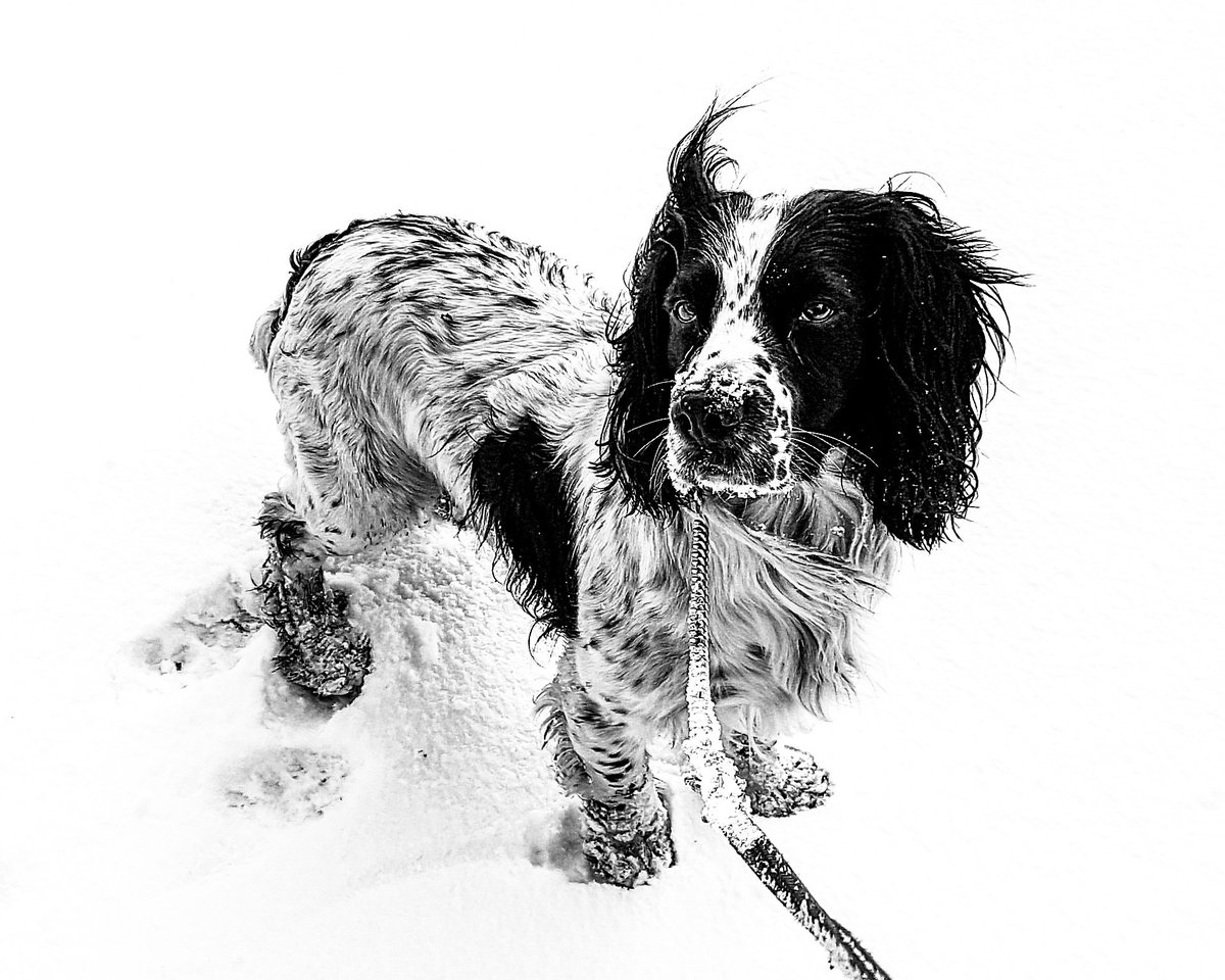 Historyandmyst's tweet photo. @Lightroom Beautiful Alfie in the snow. https://t.co/23733YN1p2
