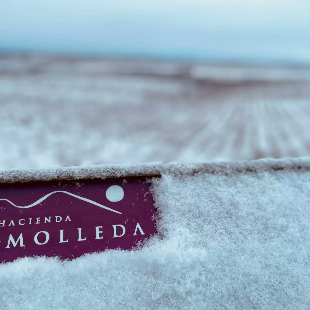 HACIENDAMOLLEDA's tweet photo. ⛄🌨️ por fin llega la nieve!
#viñedo #Tosos #invierno https://t.co/Hjw3syzQ3W