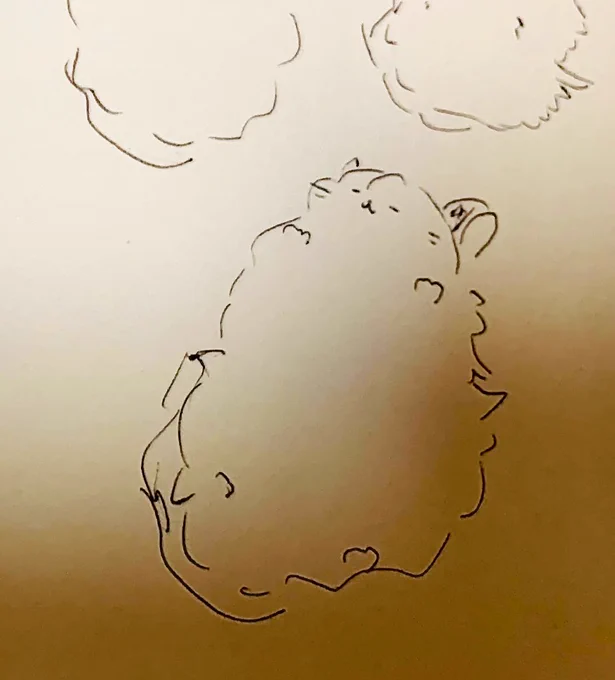 さまざまなネコチャン。 