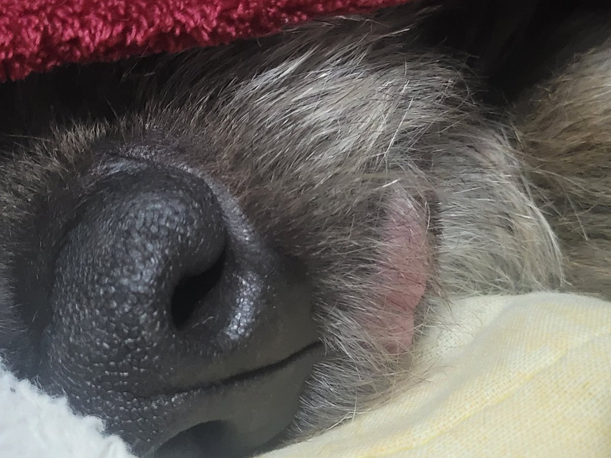 FridaHdzF's tweet photo. 5 años durmiendo con la Janis y apenas me doy cuenta que saca la lenguita cuando duerme. https://t.co/kFzJb4RxtT