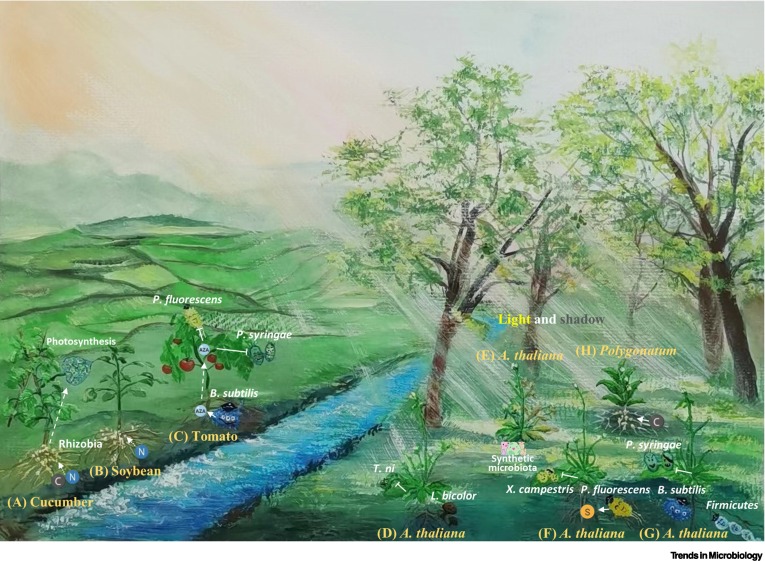 Microbiome-mediated signal transduction within the plant holobiont

<a href="/TrendsMicrobiol/">Trends in Microbiology</a> with <a href="/FDiniAndreote/">F Dini-Andreote</a> 

cell.com/trends/microbi…