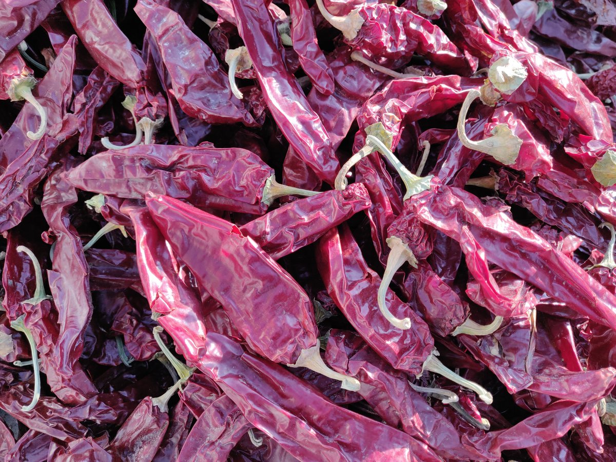 chiles_red's tweet photo. Sweet Paprika ,Ready for Shipment #redchilesmexico
#cropsiafoods #redchiles #sweetpeprika https://t.co/LMBZrAiur0