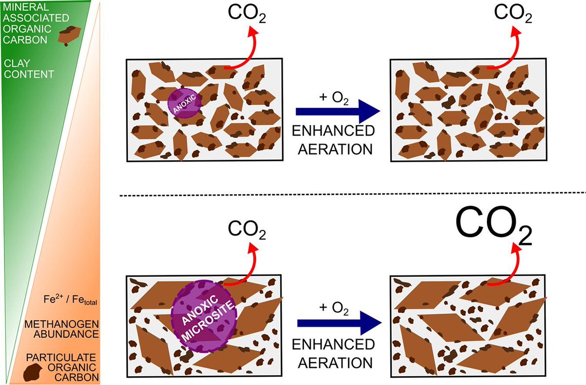 Editors' Choice for January, #OpenAccess: 'Contributions of anoxic microsites to soil carbon protection across soil textures' by Emily Lacroix et al. The recommendation by our Editor @CorneliaRumpel: sciencedirect.com/journal/geoder… 
@soil_tycoon @annagomes96 @annedekas @StanfordSoils