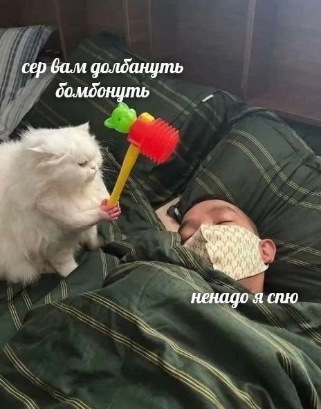 Halnah's tweet photo. Мой кот примерно каждое утро: https://t.co/wGJqMVoXhx