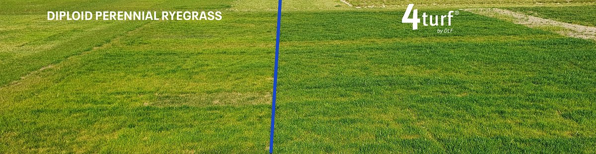 DLF_Seeds's tweet photo. Choose 4tur® for stronger plants with better stress-tolerance💪🌱
4turf has been developed to be resilient, stress-tolerant and grows strong roots. 4turf varieties are better able to withstand a range of environmental challenges, such as drought, disease and insect attack https://t.co/txU0eBtcAy