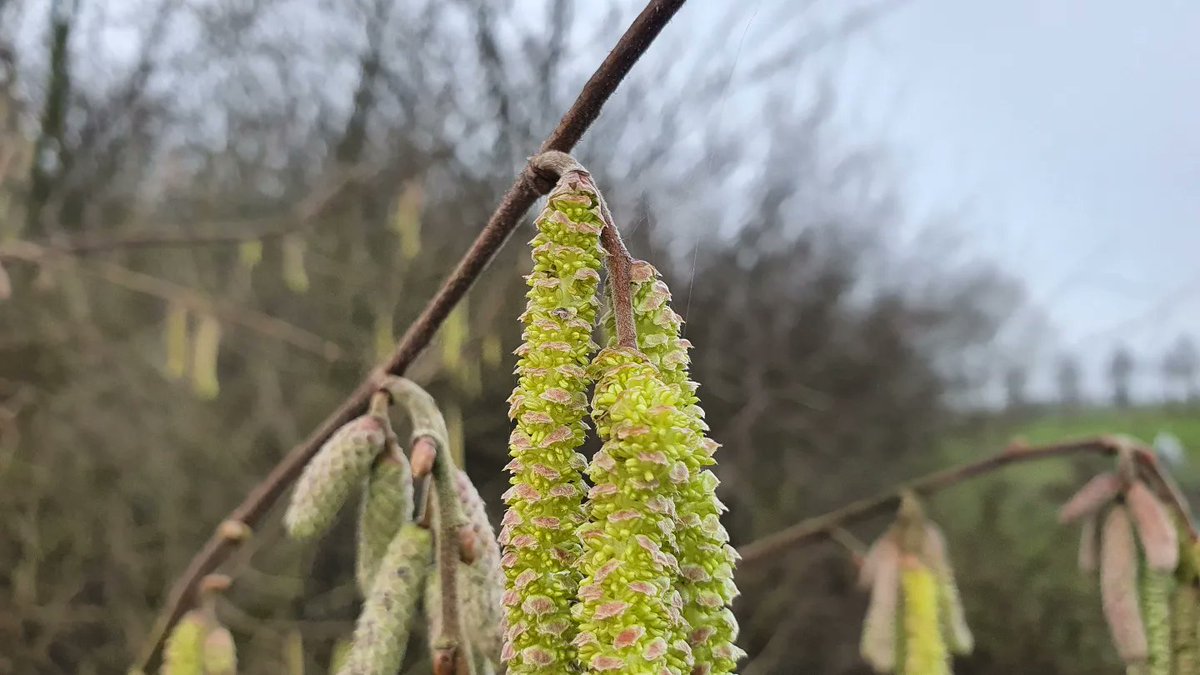 DuylsBos's tweet photo. Op Noord staat een elzenstruik met wel héle lange elzenkatjes. En kijk eens hoe mooi die er van dichtbij uitzien 👀🌿
#elzen #elzenkatjes #alnus #januari #voorjaarkomteraan #voorjaarsbode #indenatuur https://t.co/Pjwm2ChTIG