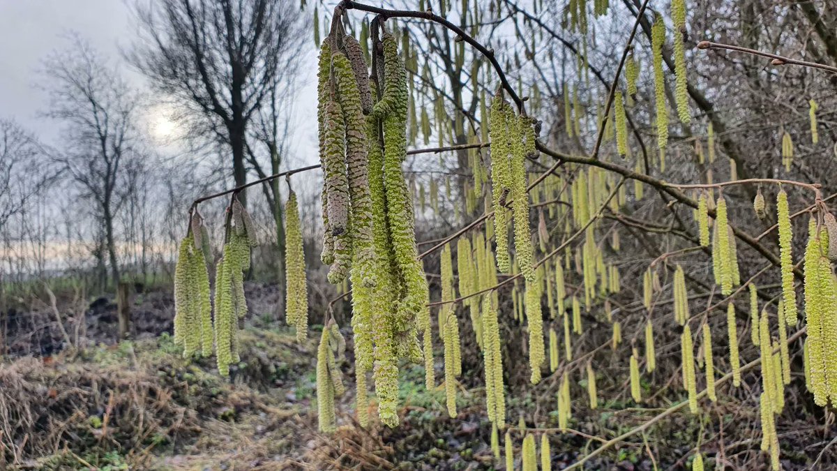 DuylsBos's tweet photo. Op Noord staat een elzenstruik met wel héle lange elzenkatjes. En kijk eens hoe mooi die er van dichtbij uitzien 👀🌿
#elzen #elzenkatjes #alnus #januari #voorjaarkomteraan #voorjaarsbode #indenatuur https://t.co/Pjwm2ChTIG