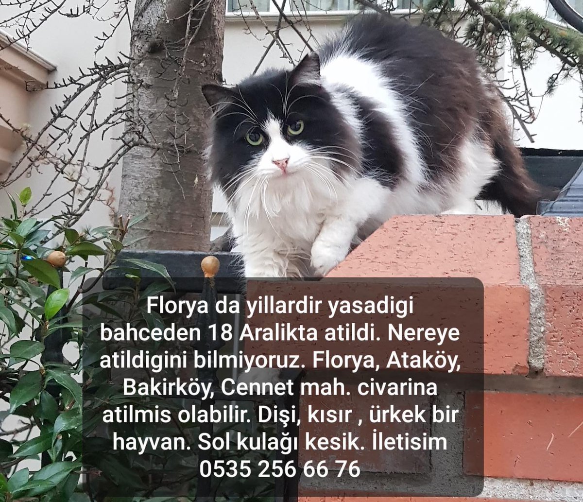 RT <a href="/can__patim/">Yasemin Var can pati</a>: KAYIP ARANIYOR ‼️‼️
#FLORYA yıllardır yaşadığı yerden atılmış nereye atıldığı bipinmiyor, Florya, Ataköy, Bakirköy, Küçükcekmece tarafında olabilirmiş lütfen görenler resimdeki no ile iletişime geçebilirsiniz..
İlan istegram ling,istegram…