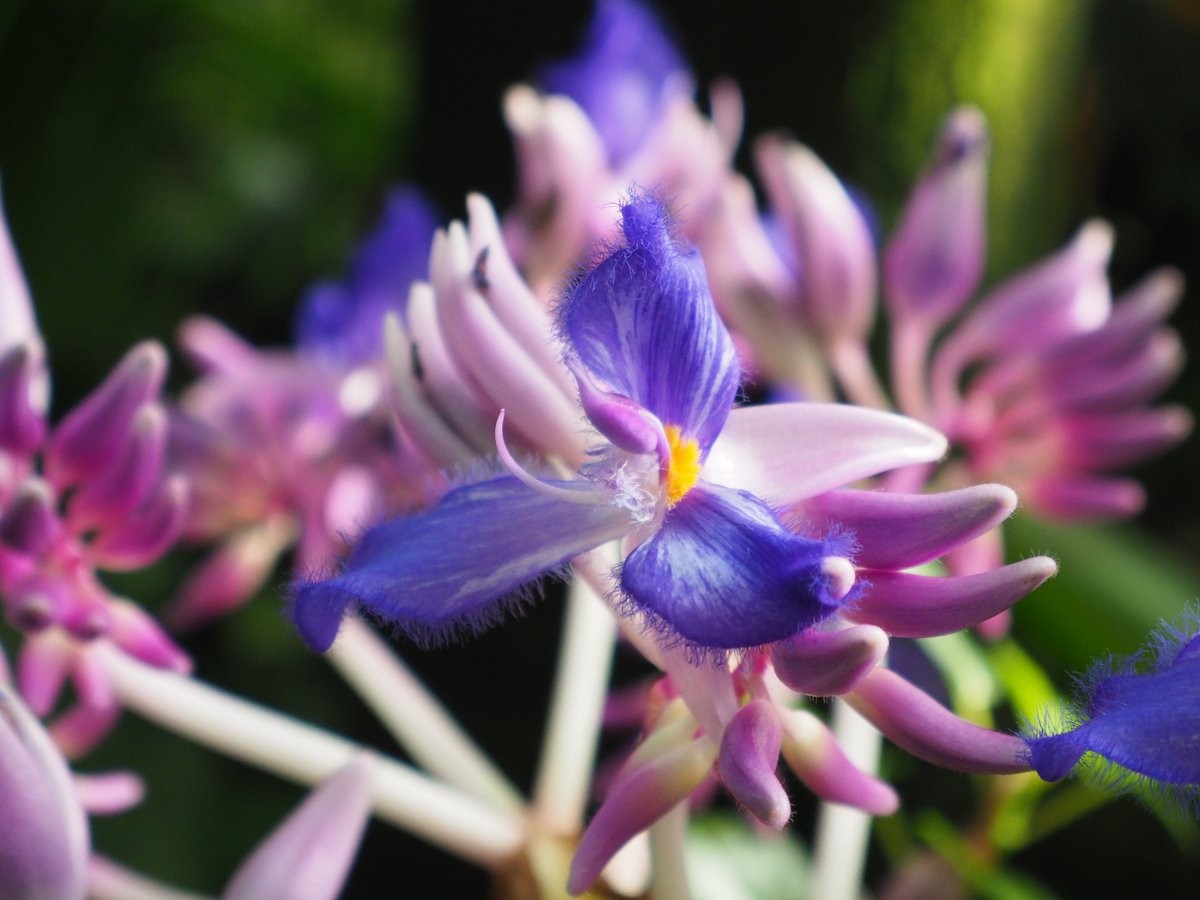 tueboga's tweet photo. Immer wieder schön: der Wohlriechende Schneckenfaden (Cochliostemma odoratissimum) im Tropicarium. Die Wuchsform gleicht der einer Trichterbromelie, doch der Schneckenfaden gehört zu den Commelinaceae #BotanischerGarten #Tübingen https://t.co/LrTQI11MWi
