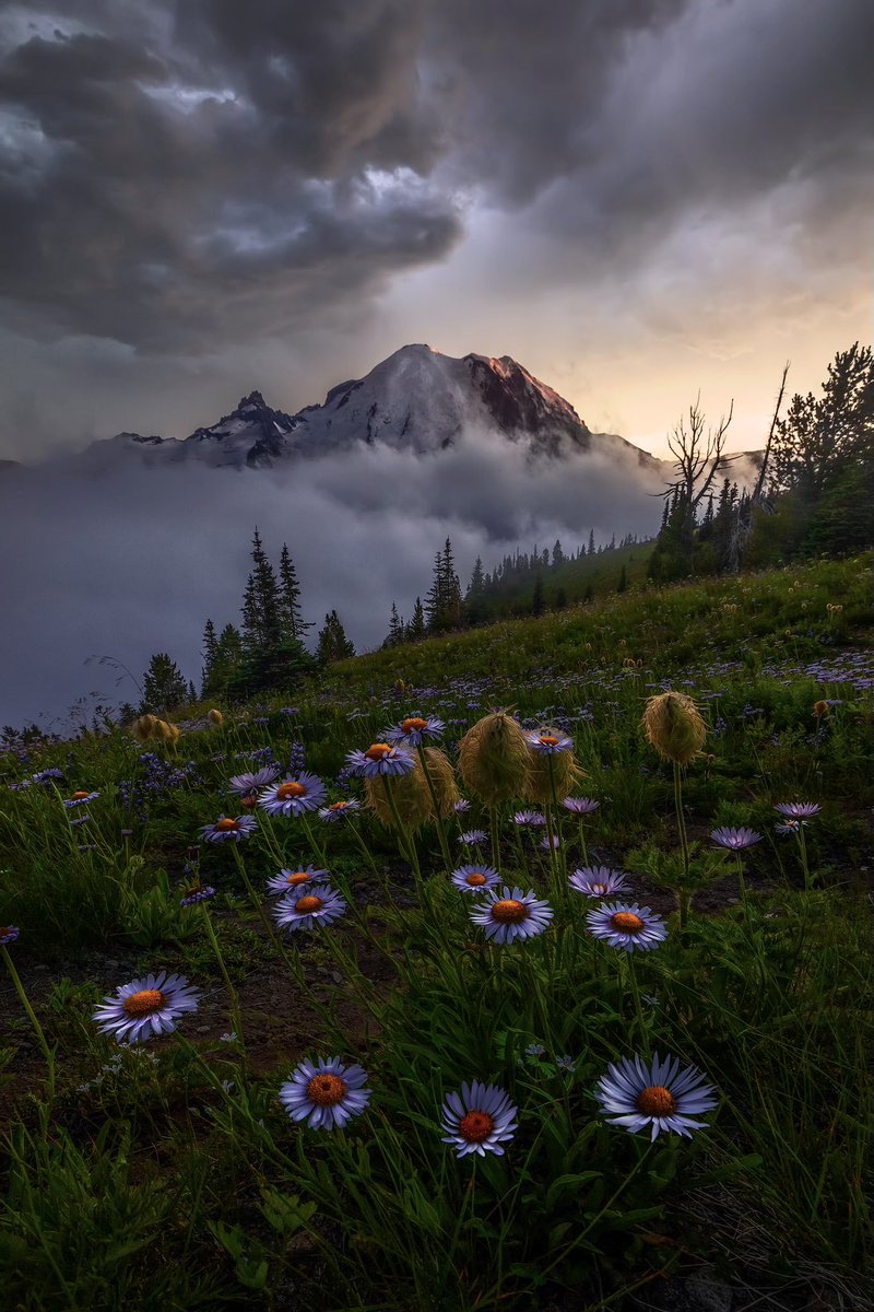 ryandyar's tweet image. Here is some wildflowers and a mountain (Mt. Rainier) in Washington State (US)