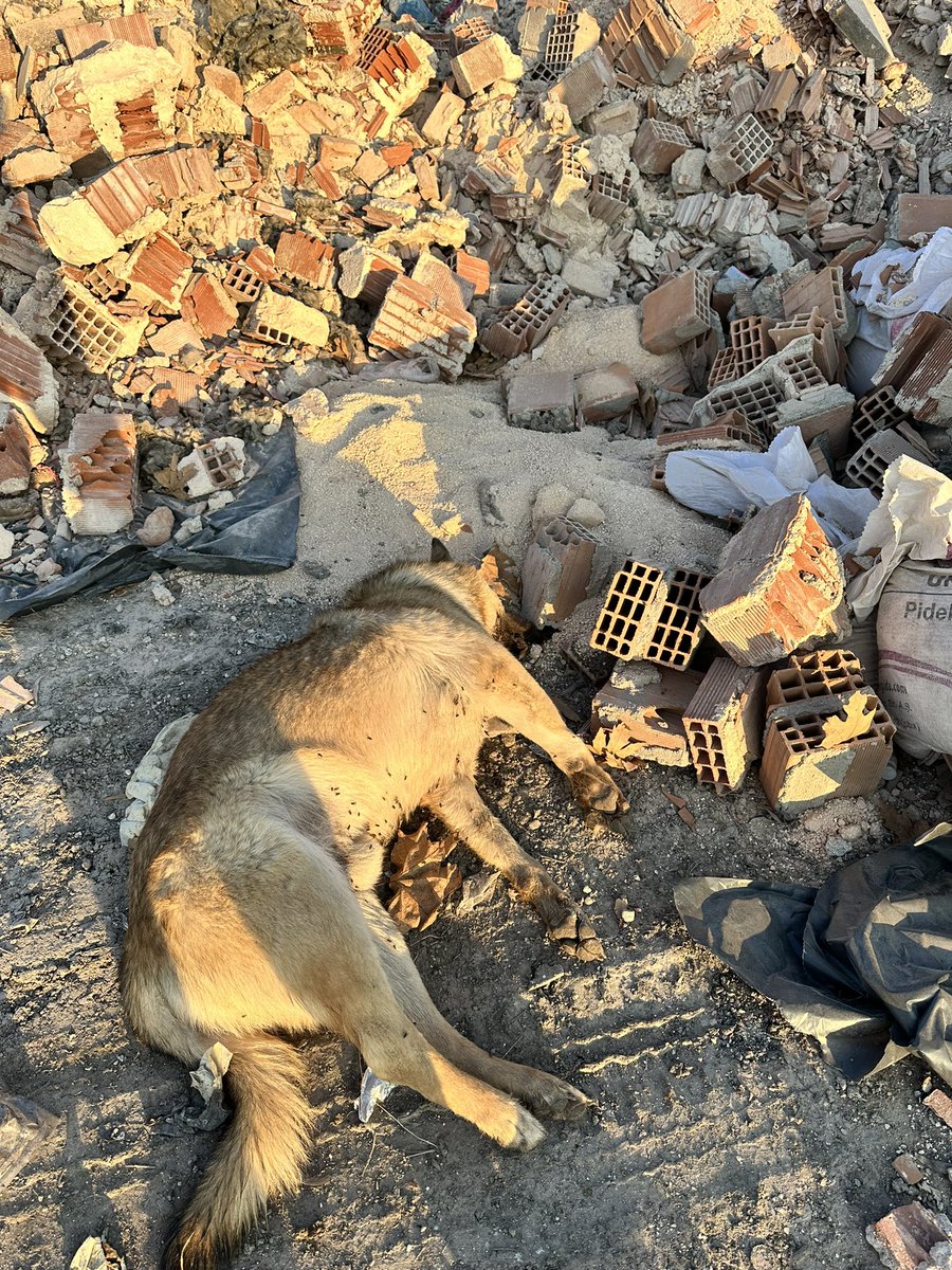 O kocaman sağlıklı bir köpekti.
Katlettiler!  #ErganideKatliamVar