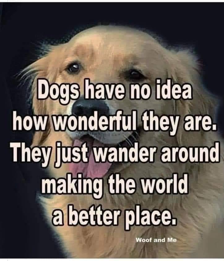 Heckin Good Dogs tweet media