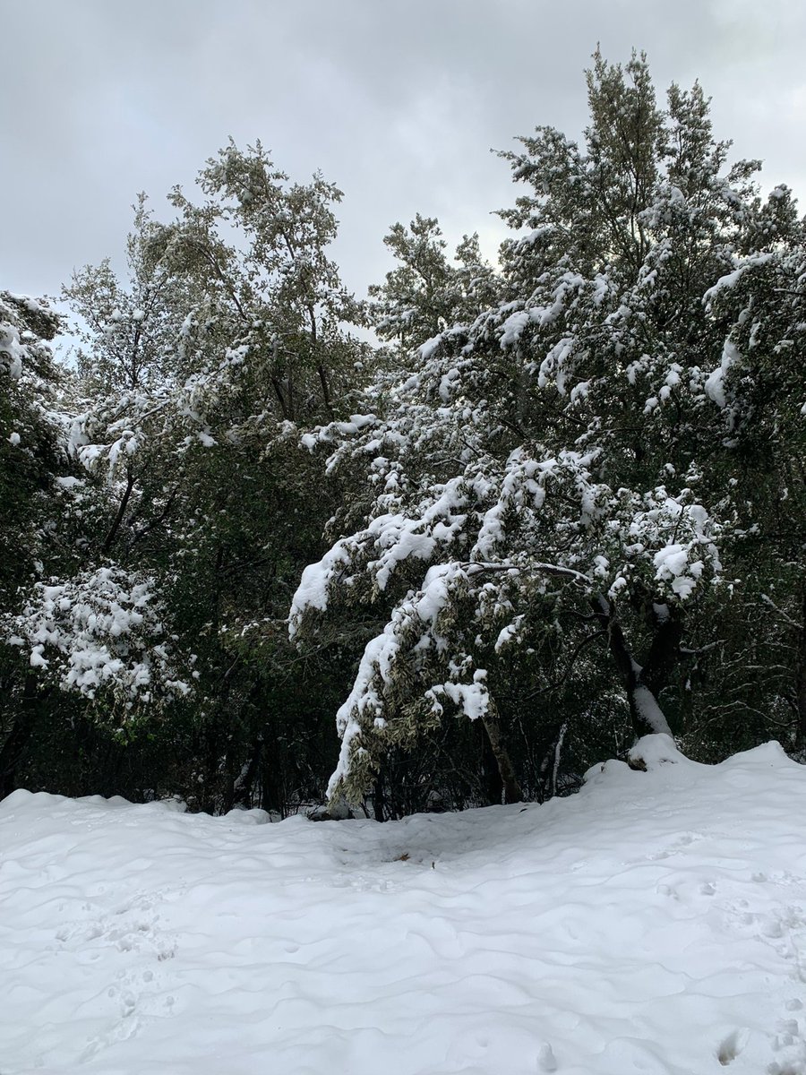 Daniel Garau Conde tweet media