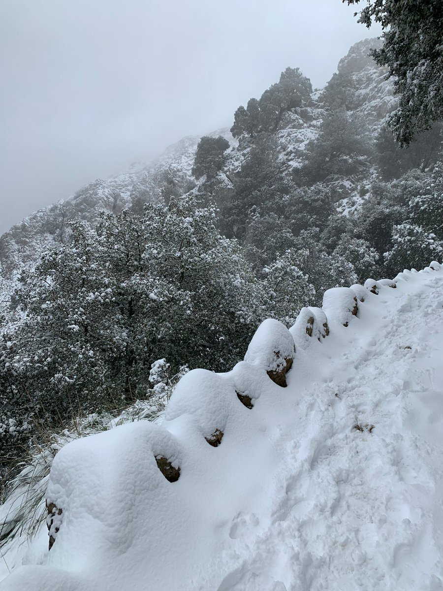 Daniel Garau Conde tweet media