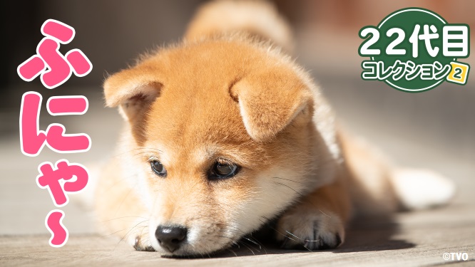 ショップ まめすけ様専用 ienomat.com.br