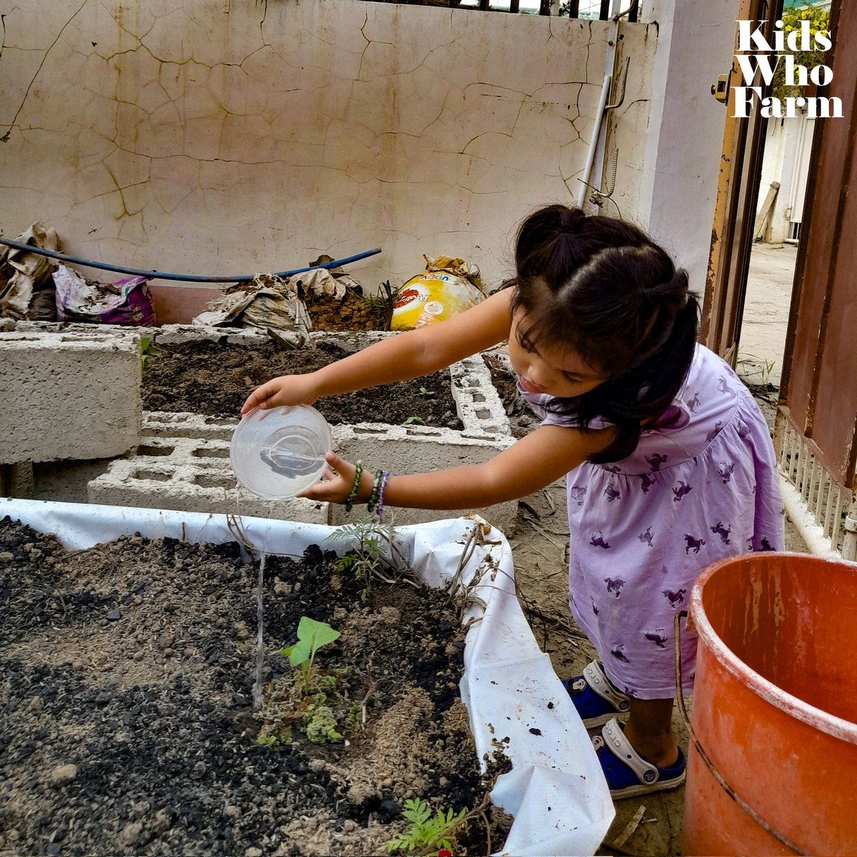 kidswhofarmph's tweet photo. Grow your vegetables in raised beds! Raised beds are a great way of growing wide variety of vegetables and herbs. They are easy to make and are a useful way to grow food in the city. Interested to set up your raised bed garden? We can teach you how!
#LocalFoodSecurity https://t.co/f6UtkQC7Qc