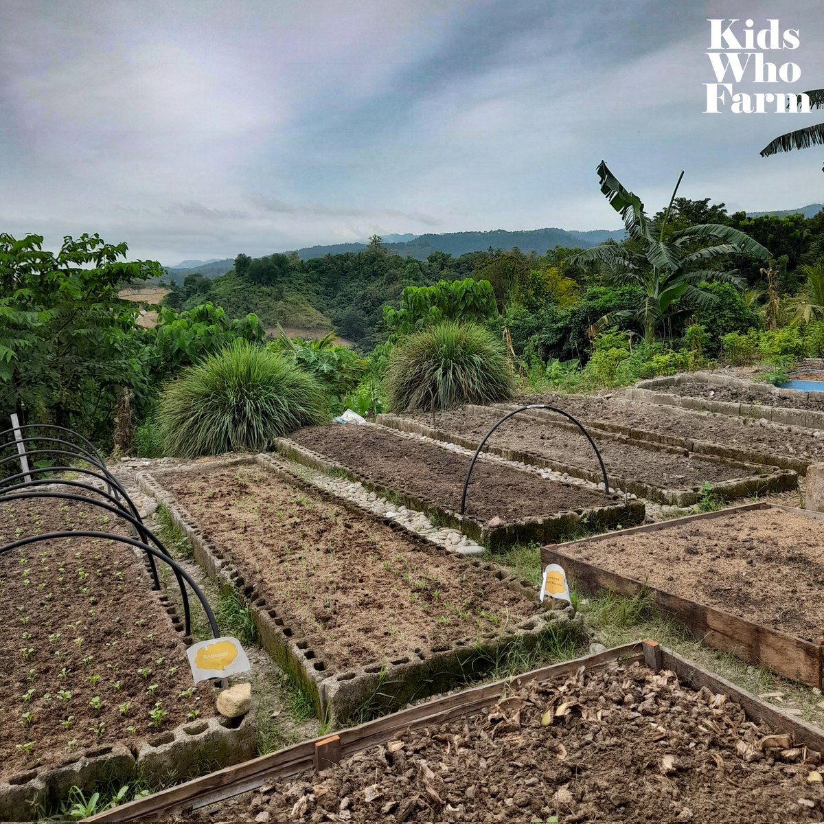 kidswhofarmph's tweet photo. Grow your vegetables in raised beds! Raised beds are a great way of growing wide variety of vegetables and herbs. They are easy to make and are a useful way to grow food in the city. Interested to set up your raised bed garden? We can teach you how!
#LocalFoodSecurity https://t.co/f6UtkQC7Qc