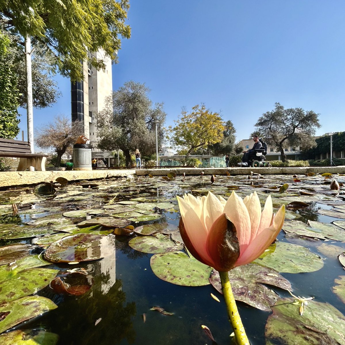 Water Lilly at ⁦<a href="/ubarilan/">Bar-Ilan University</a>⁩
