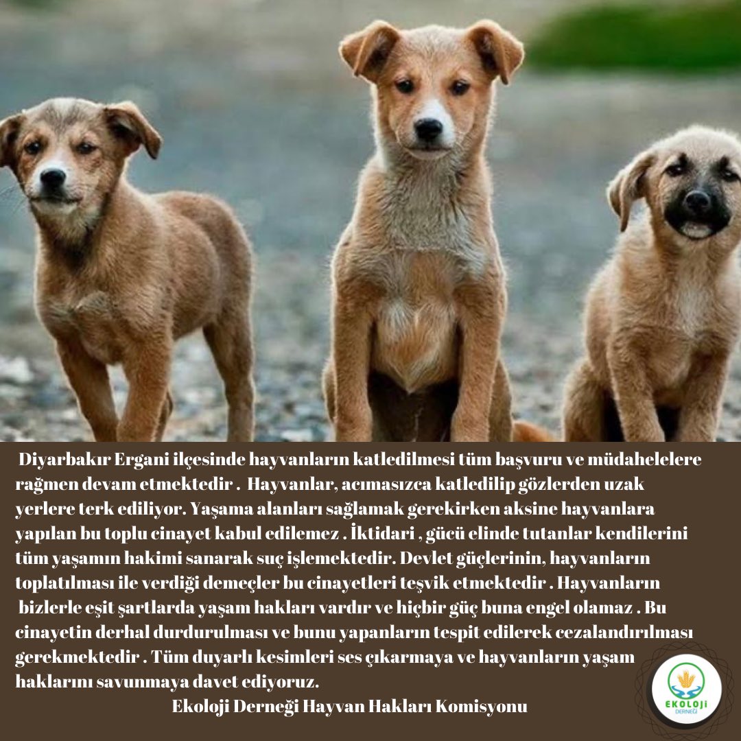 #erganidekatliamvar  Hayvanlar yaşamı paylaştığımız canlılardır ! Katledilmeleri ,işkenceye uğratılmaları kabul edilemez !