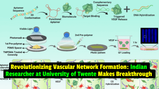 Indian Researcher at University of Twente Develops Programmable Aptamer Technique for Vascular Network Control