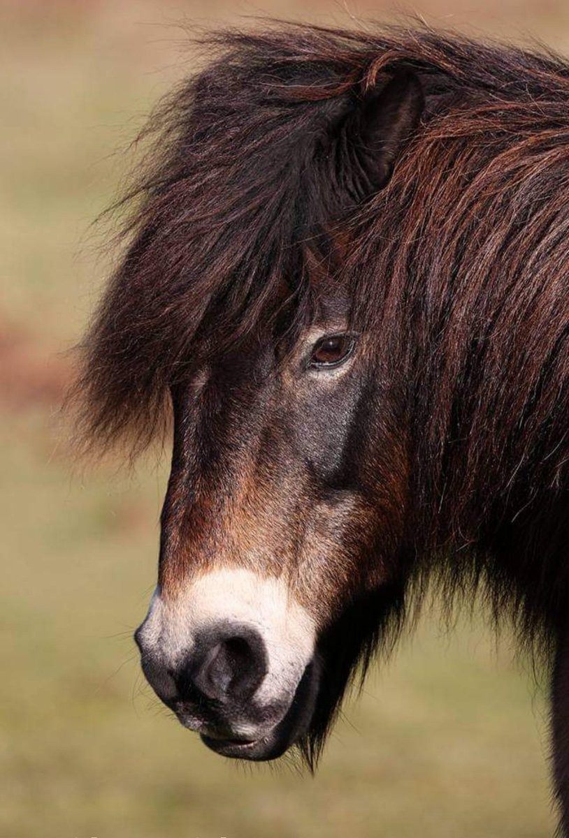 Exmoor Pony #pony #ponies #equine #exmoorpony #animal #beauty #animalpic #animalpotd #animalshots #beautiful #TweetOfTheDay #tweeters #canon #canonpics #canonshots