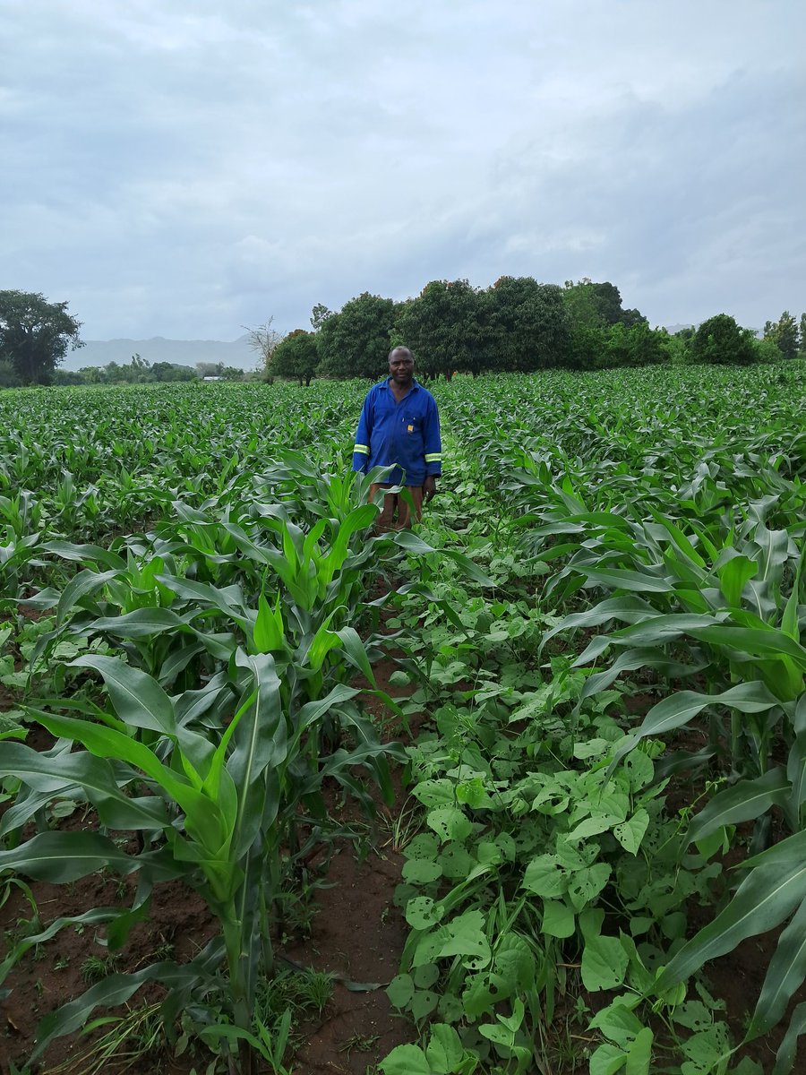 BMhlanga4's tweet photo. Mixed farming systems trials in Malawi under the SI-MFS WP3. The crop is happy and so are the farmers. Weeds under control despite continuous rains. Thanks to the dedicated farmers. #FirstPostSowingVisit @BusyBeeChris @Sieg_SAS @IITA_CGIAR @MazvitaSheila @CIMMYT @MphatsoGama2 https://t.co/itFe0HerYy