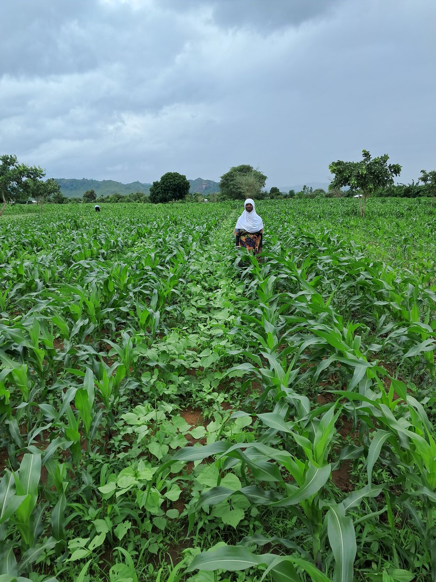 BMhlanga4's tweet photo. Mixed farming systems trials in Malawi under the SI-MFS WP3. The crop is happy and so are the farmers. Weeds under control despite continuous rains. Thanks to the dedicated farmers. #FirstPostSowingVisit @BusyBeeChris @Sieg_SAS @IITA_CGIAR @MazvitaSheila @CIMMYT @MphatsoGama2 https://t.co/itFe0HerYy