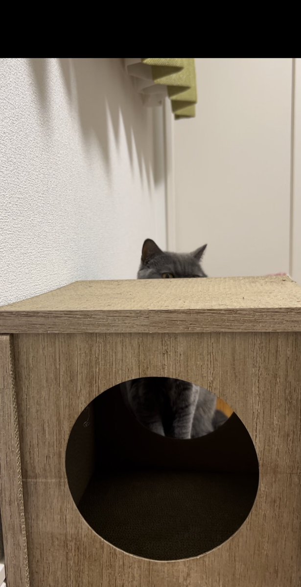 Leitch_March's tweet photo. 穴に入って来ないリーチ【ブリティッシュショートヘア】 https://t.co/JSbQQay5VI @YouTubeより
#猫動画 #britishshorthair #ブリショ　#カインズ  #爪研ぎ https://t.co/dVZGvvvASV