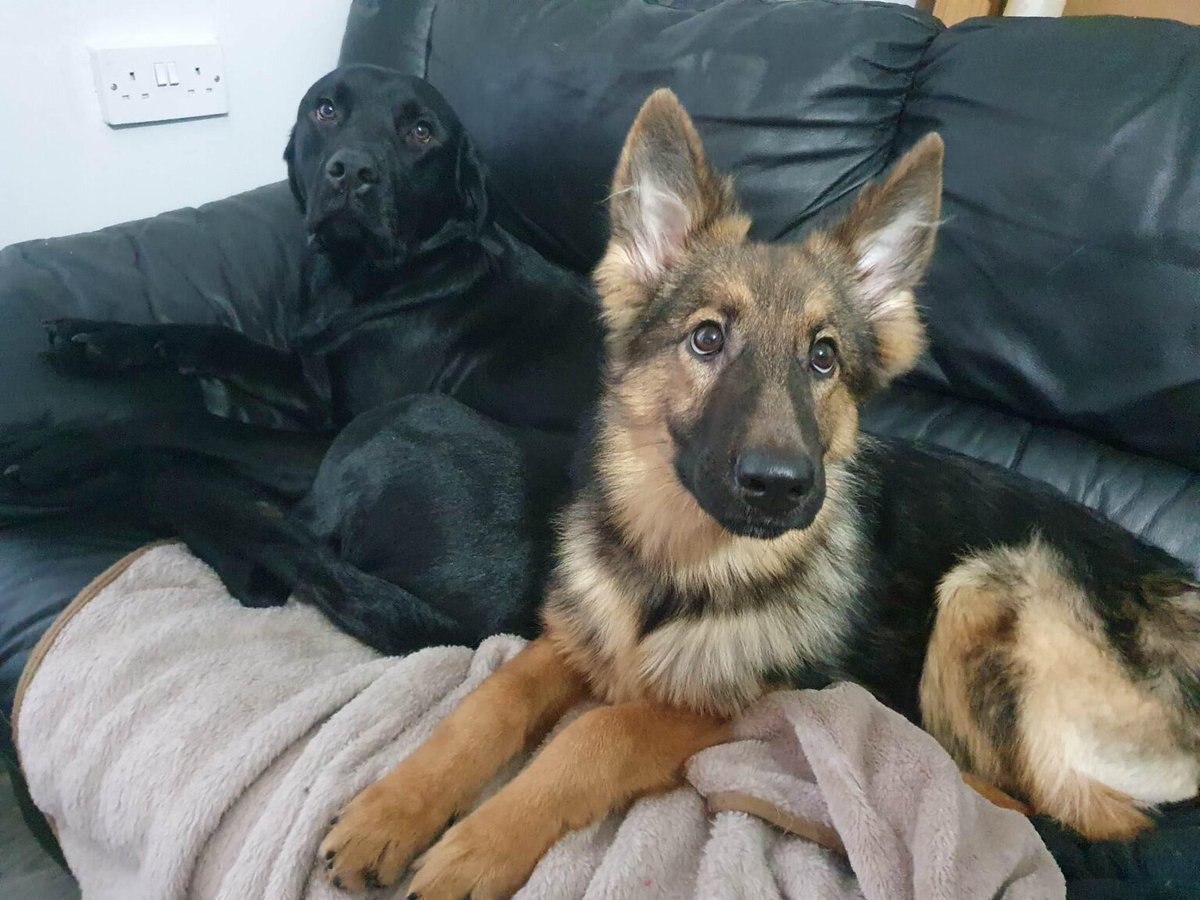 Please retweet to help Ron, Hermione and Sirius find homes #YORKSHIRE #UK 

3 #GermanShepherd pups aged 7 months, found abandoned and emaciated, better now and looking for homes. Sweet natured they can live with other pets and children aged 12+
DETAILS👇
helpingyorkshirepoundies.co.uk/large/potterpu…