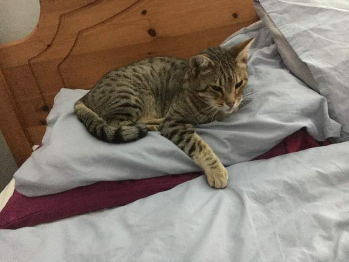 JohnDaffern2's tweet photo. Missing cat‼️
Kingswood Drive #Notts #NG17 area Lenny, very friendly male. Last seen Monday 23/01/23. Please check sheds and garages.
Thank you https://t.co/DwI5smW7KQ