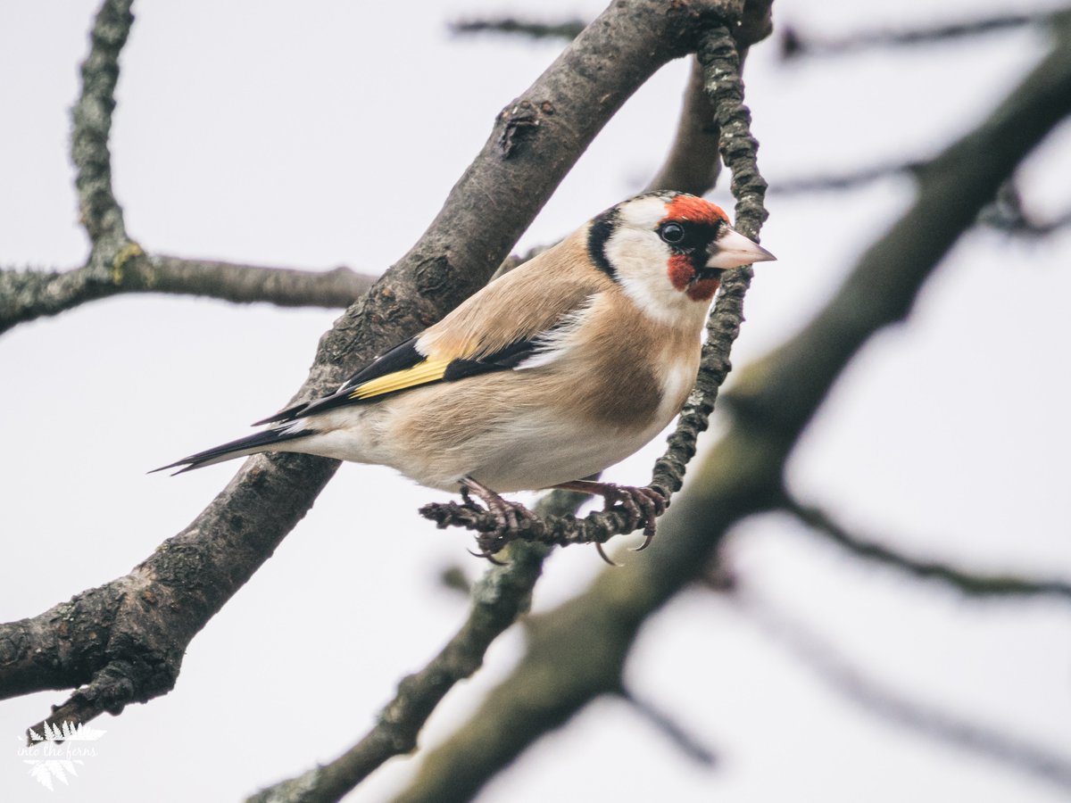 European goldfinch (Carduelis carduelis) ❤️
⠀
#vogelfotografie_deutschland  #goldfinch #finch #stieglitz #distelfink #birdwatching #birding #birding_crew #naturfotografie_deutschland #naturephotography #naturalist #into_the_ferns