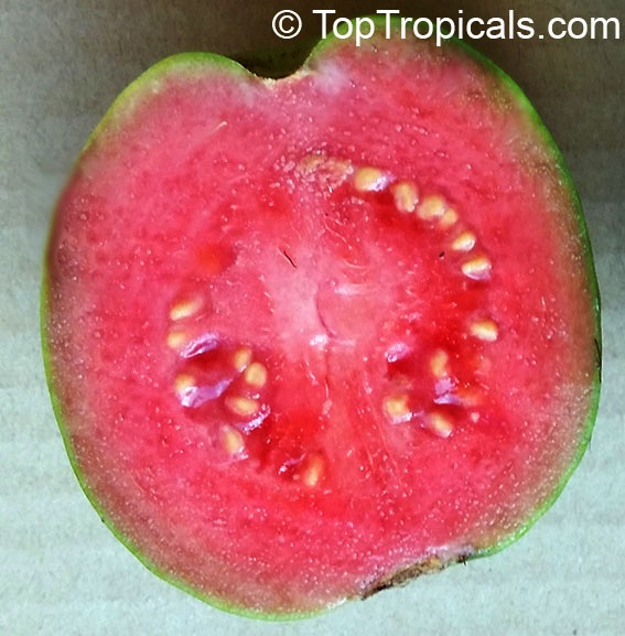 toptropicals's tweet photo. #Psidium guajava - #Guava tree Barbie Pink is one of the best guavas for the home garden. It  produces pear-shaped, yellow skinned guavas with thick, sweet pink flesh. Very reliable, heavy producer. Will fruit in container.
https://t.co/IWzj16bgeu
#exoticgruits
#WednesdayWisdom https://t.co/UwiPc2EFoR