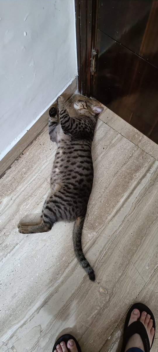 KittuTheTabby's tweet photo. If I don't move, hooman can't see me.
#cats_of_instagram #catsofweek @catsofinstagram #catsoftwitter #catstagram #whiskerwednesday #catsareweird #catsarefamily #catsareforlife #petsareforlife #petsarefamily #catsinweirdplaces #catslivesmatter #adoptdontshop https://t.co/PazpQxO5sP