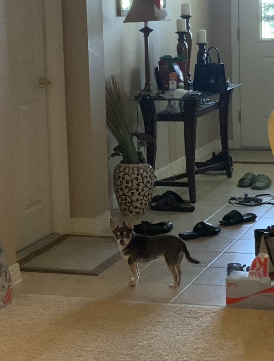 roscoe_blaze's tweet image. That time Grandpa left. Without me. 
Where he go?
Was he with you, pals??
🤔🐶😠🐶🤔
#nosey
#seniordog