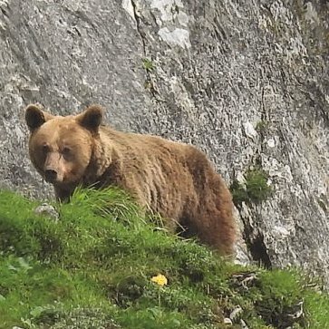 ¿Cuántos osos hay en España? ¿Dónde viven? ¿Cómo está influyendo el cambio climático en su vida? ¿Qué hacer si te encuentras con un oso? Nos lo explica la Fundación Oso Pardo #Oso #OsoPardo t.ly/PJN3S
