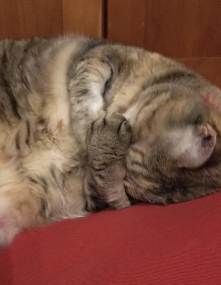 chaotic cats tweet media