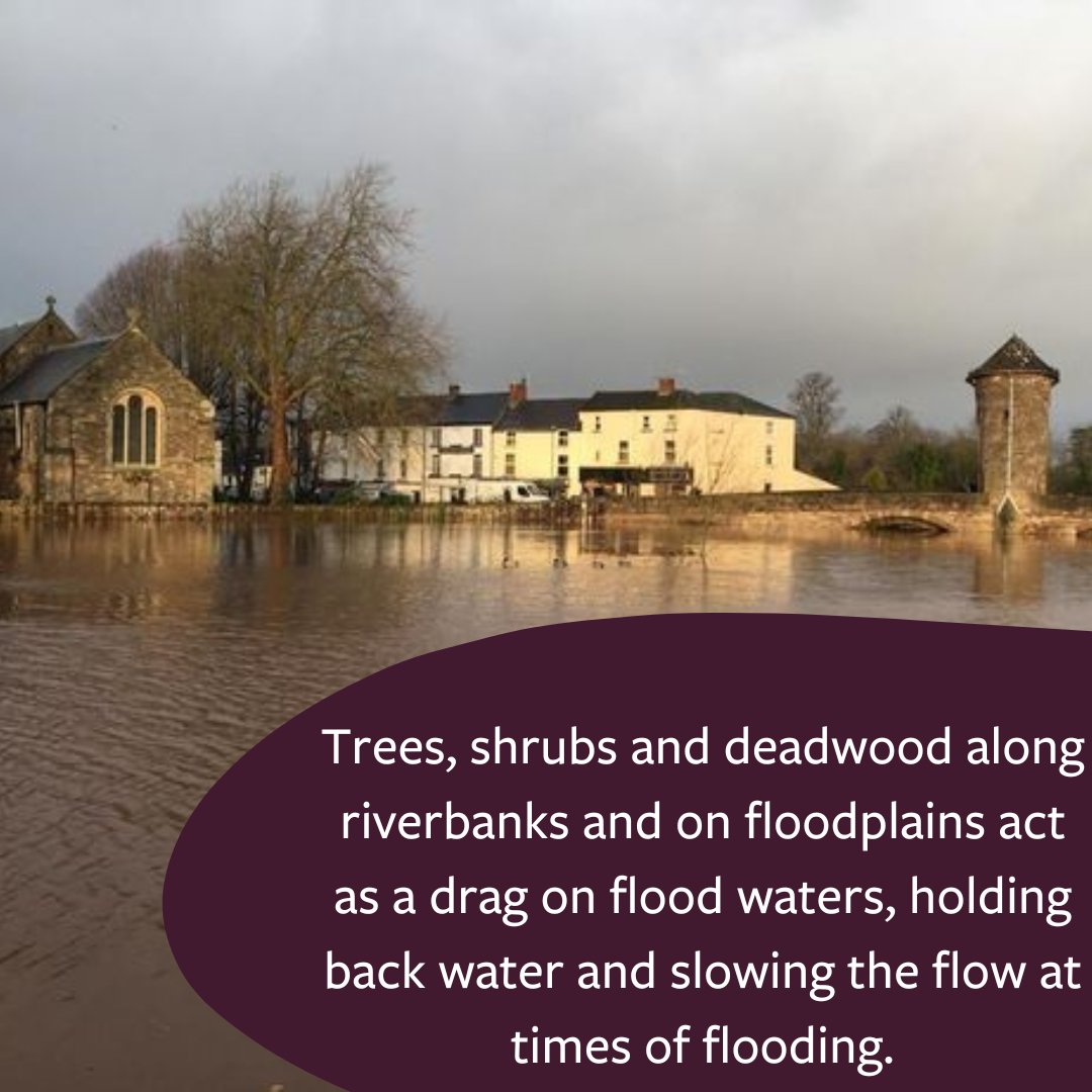 9treesUK's tweet photo. #Trees are crucial in the fight against #climatechange, including the reduction of #flooding.
So help out #9treesuk by planting more trees to reduce the impact of flooding on communities. https://t.co/3SYVNzzijk