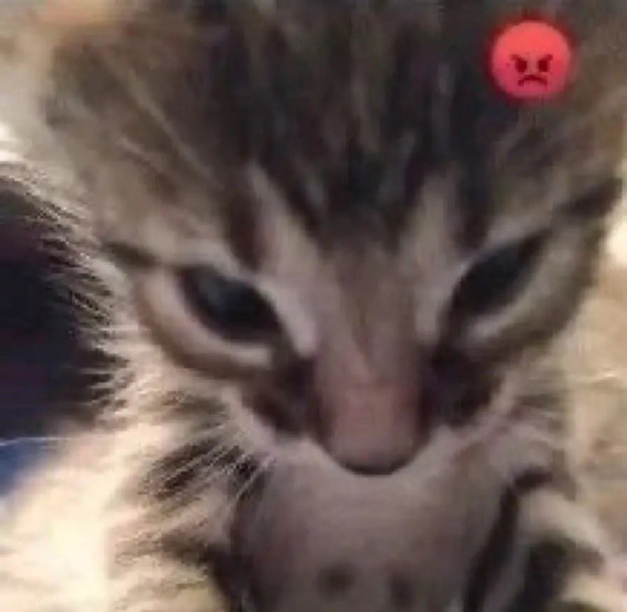 Vandals 🇩🇴 #RDUP tweet media