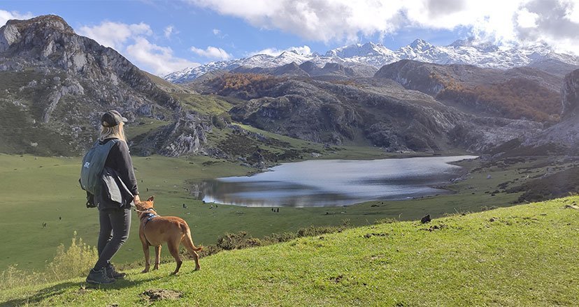 Visitas culturales con tu perro en Asturias dlvr.it/ShQhNf