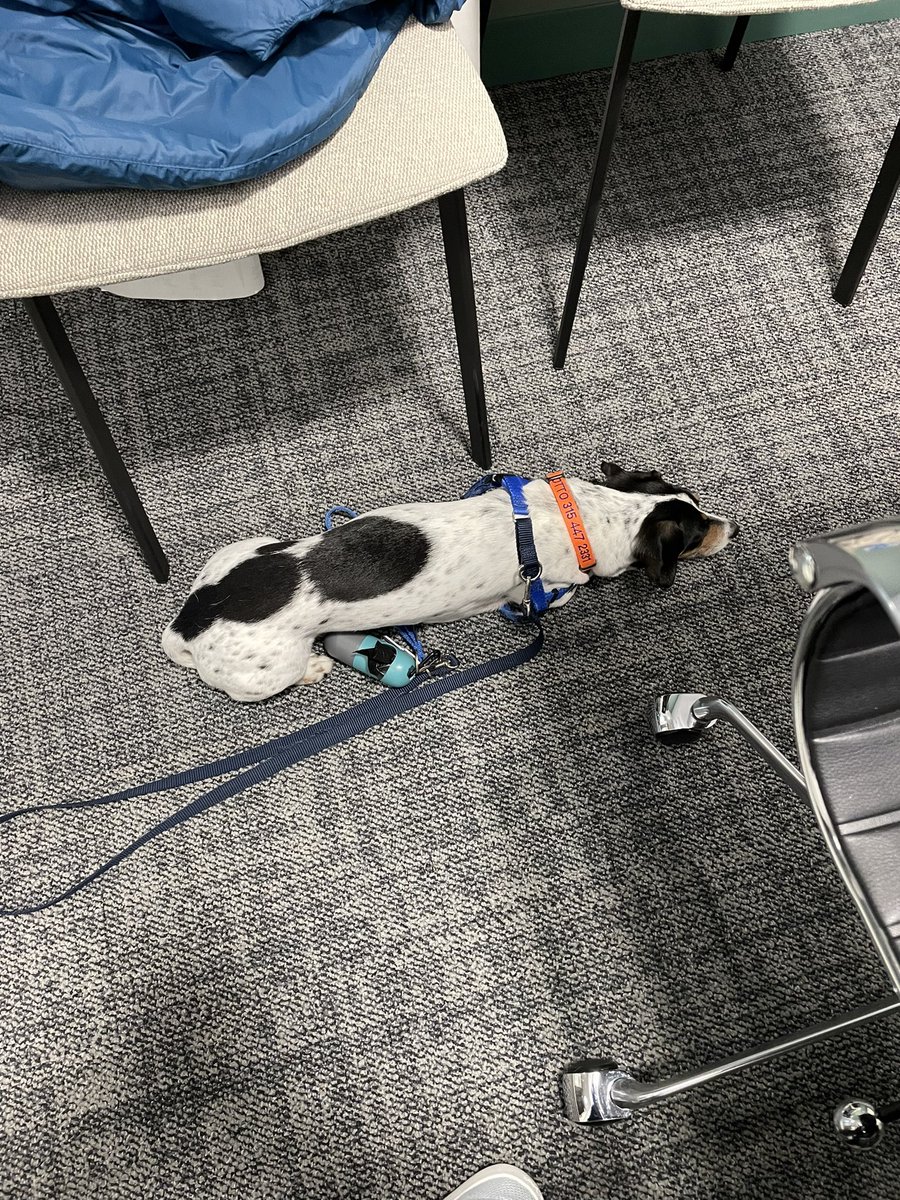 ColleenLerro's tweet photo. Otto came to work with me today! It looks like he’s already ready to get out of here for a break 😂 https://t.co/7NXls1CNAa
