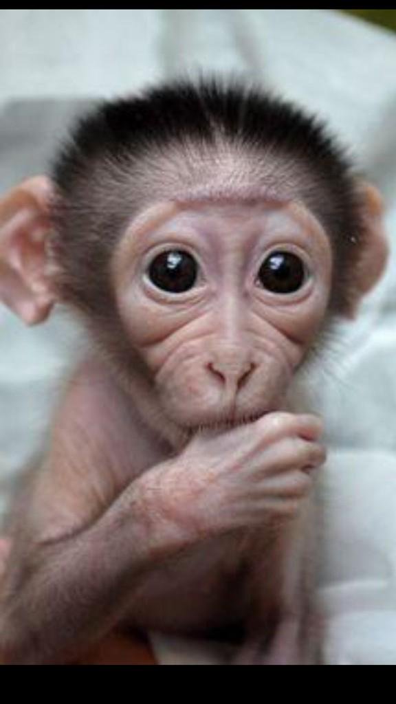 Guardia Civil tweet media