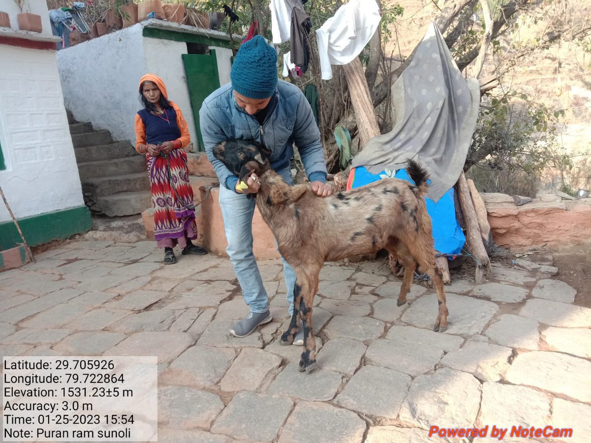 FIUALM_USGCF's tweet photo. उत्तराखंड राज्य समेकित सहकारी विकास परियोजना के अंतर्गत क्षेत्रीय क्रियान्वयन इकाई अल्मोड़ा के कर्मचारियों द्वारा परियोजना से जुड़े लाभार्थियों की बकरियों का निरीक्षण एवं उपचार किया गया। 
@basava_ias
@aviddn
@mdusgcf
@SANJAYK47559742
@UswdbCeo
@pashudhanUK https://t.co/QlFlC8zW5k