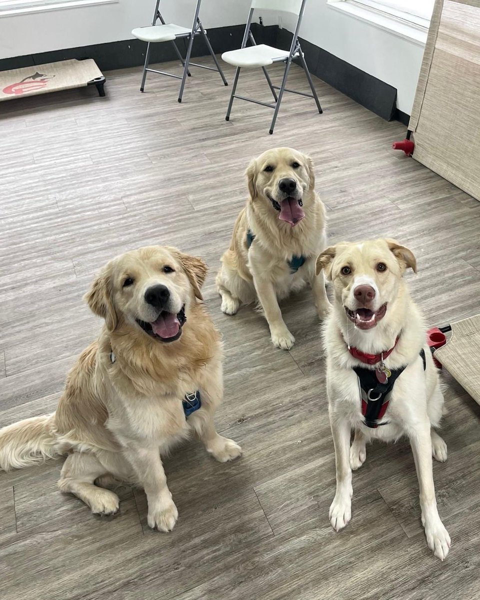 fromwooftowow's tweet image. Group smile please! You all have such gorgeous smile AND amazing teeth!! 

canineeducation.ca

cepodcast.buzzsprout.com

#doglife #mtldogs #sciencebasedtraining #mtldogs #westislandcommunity #dogsmile #Canine #dogtraining #dogtrainer