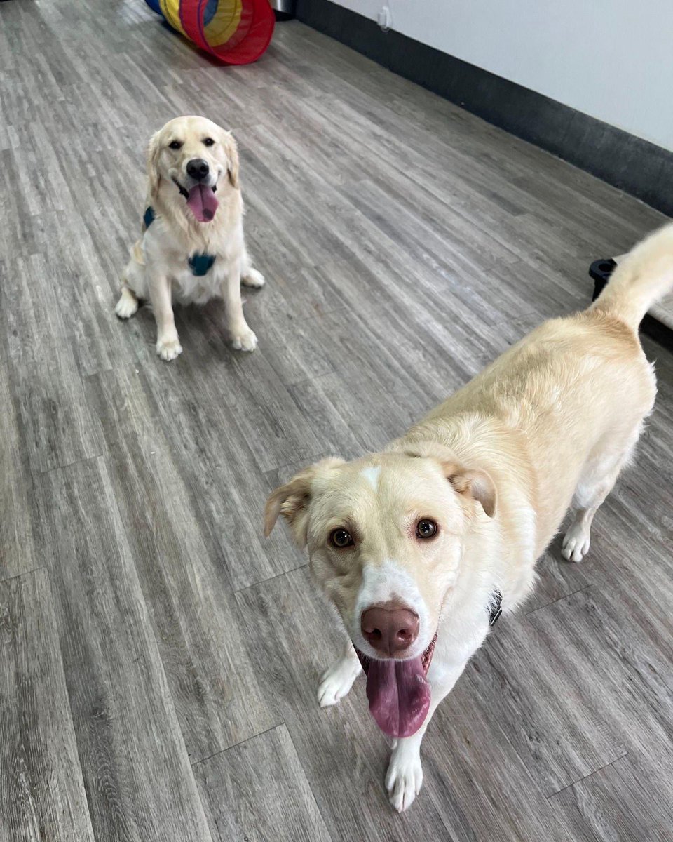 fromwooftowow's tweet image. Group smile please! You all have such gorgeous smile AND amazing teeth!! 

canineeducation.ca

cepodcast.buzzsprout.com

#doglife #mtldogs #sciencebasedtraining #mtldogs #westislandcommunity #dogsmile #Canine #dogtraining #dogtrainer