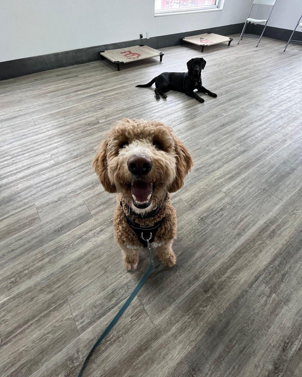 fromwooftowow's tweet image. Group smile please! You all have such gorgeous smile AND amazing teeth!! 

canineeducation.ca

cepodcast.buzzsprout.com

#doglife #mtldogs #sciencebasedtraining #mtldogs #westislandcommunity #dogsmile #Canine #dogtraining #dogtrainer