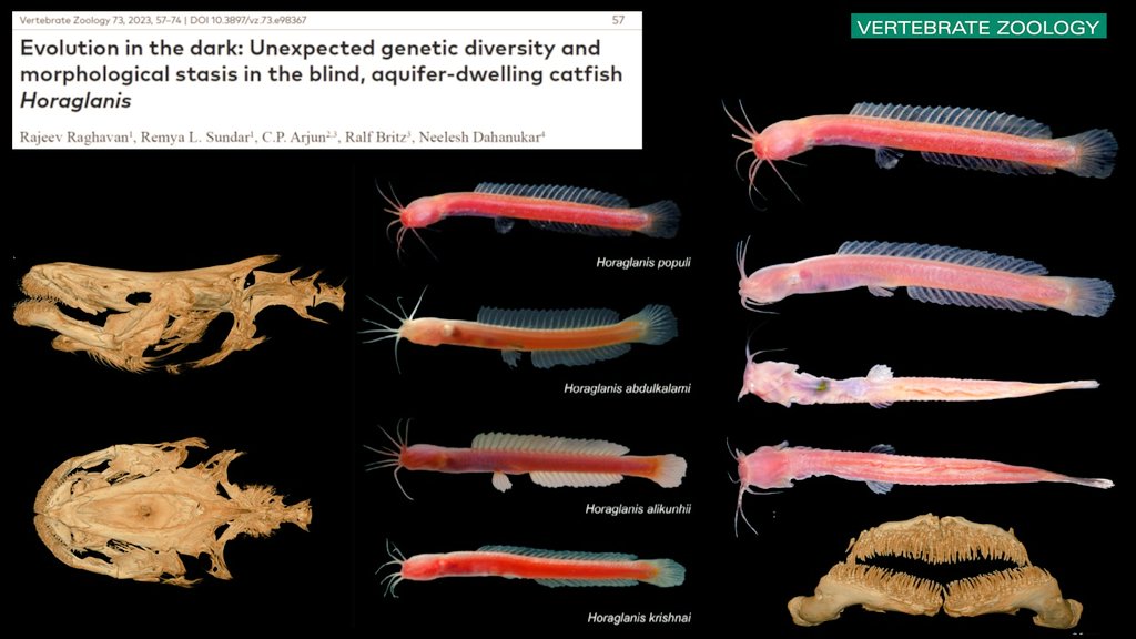 LabRajeev's tweet photo. Horaglanis populi, the newest blind #fish in town. The results of our six-year exploratory &amp; citizen-science backed surveys on the enigmatic,  aquifer-dwelling catfishes is out in Vertebrate Zoology @geobiodiversity @Arjunwild
#NewSpecies #groundwater
https://t.co/2HYFXzayhC https://t.co/XplOPSsccc