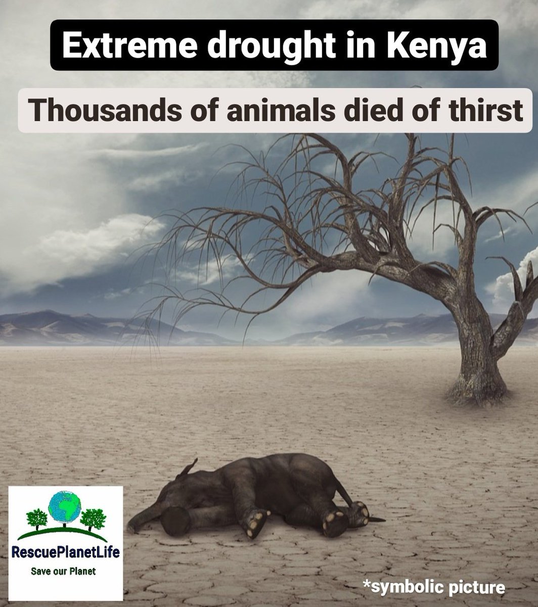 rescue_planet's tweet photo. Extreme #drought in Kenya, Africa.
Thousands of animals died.
More than 6000 animals died in a national park.
According to experts, Kenya needs a 3 year raining period as a compensation to the last droughts. This is getting more and more unlikely due to the warming of the planet. https://t.co/mC2ND8cdkV