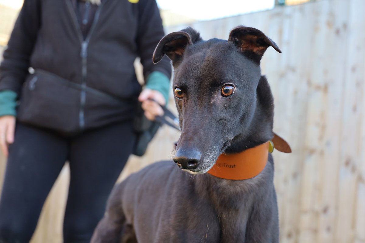 DT_Leeds's tweet photo. 💛 MEET LADDIE 💛

He's a 4yr old #Greyhound and a real stunner! 😍

He'll suit an active home with people who will enjoy having a fun, playful long-boy in their lives! 😁

Find out more 👉 https://t.co/RnlMHrvZhl

#RescueDog #Leeds #AdoptADog  #AdoptDontShop @DogsTrust https://t.co/49JwTSsd7m