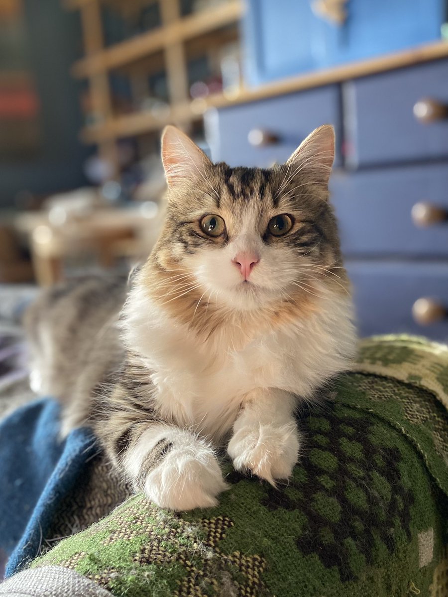 Susan Calman tweet media