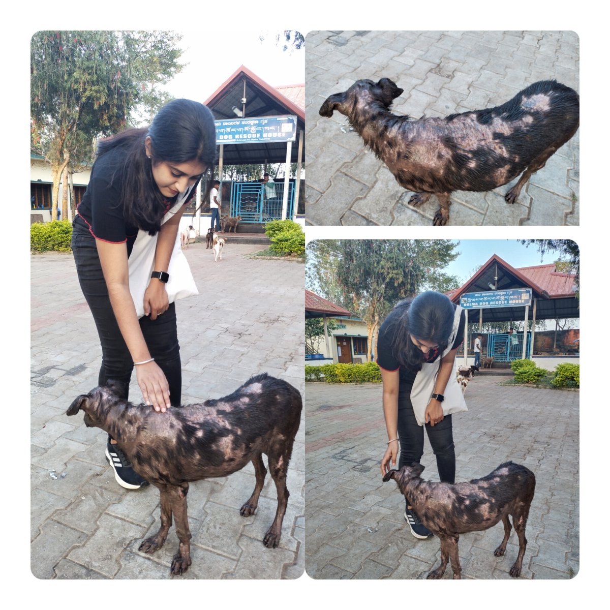 Km8Supriya's tweet image. There is no harm in touching dogs suffering from any diseases except rabies ❣️ dog rescue house..save street dogs #kushalnagar @mallikaravind @RNTata2000